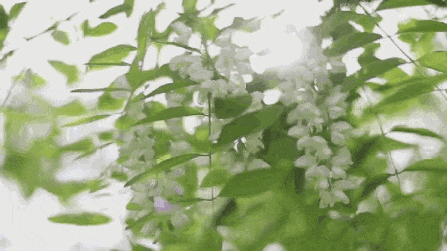 食材又闻槐花香吃掉它吃掉它