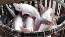 越南巴沙鱼养殖户减少投苗，部分弃养！后市或将迎来涨价潮！