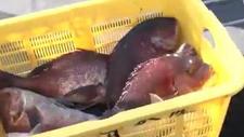 日本水产业遭重创！这种鱼，价格暴跌99%！