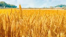 全世界粮食涨价潮，美国小麦创5年新高，玉米创14个月新高