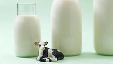 吞下“一只酸奶牛”，新乳业欲破解丛林法则