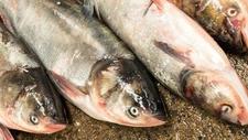 淡水鱼价格“涨势汹汹”，未来走势如何？