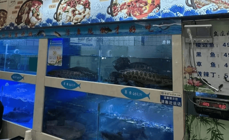 餐饮业的活鱼现杀，水有多深？