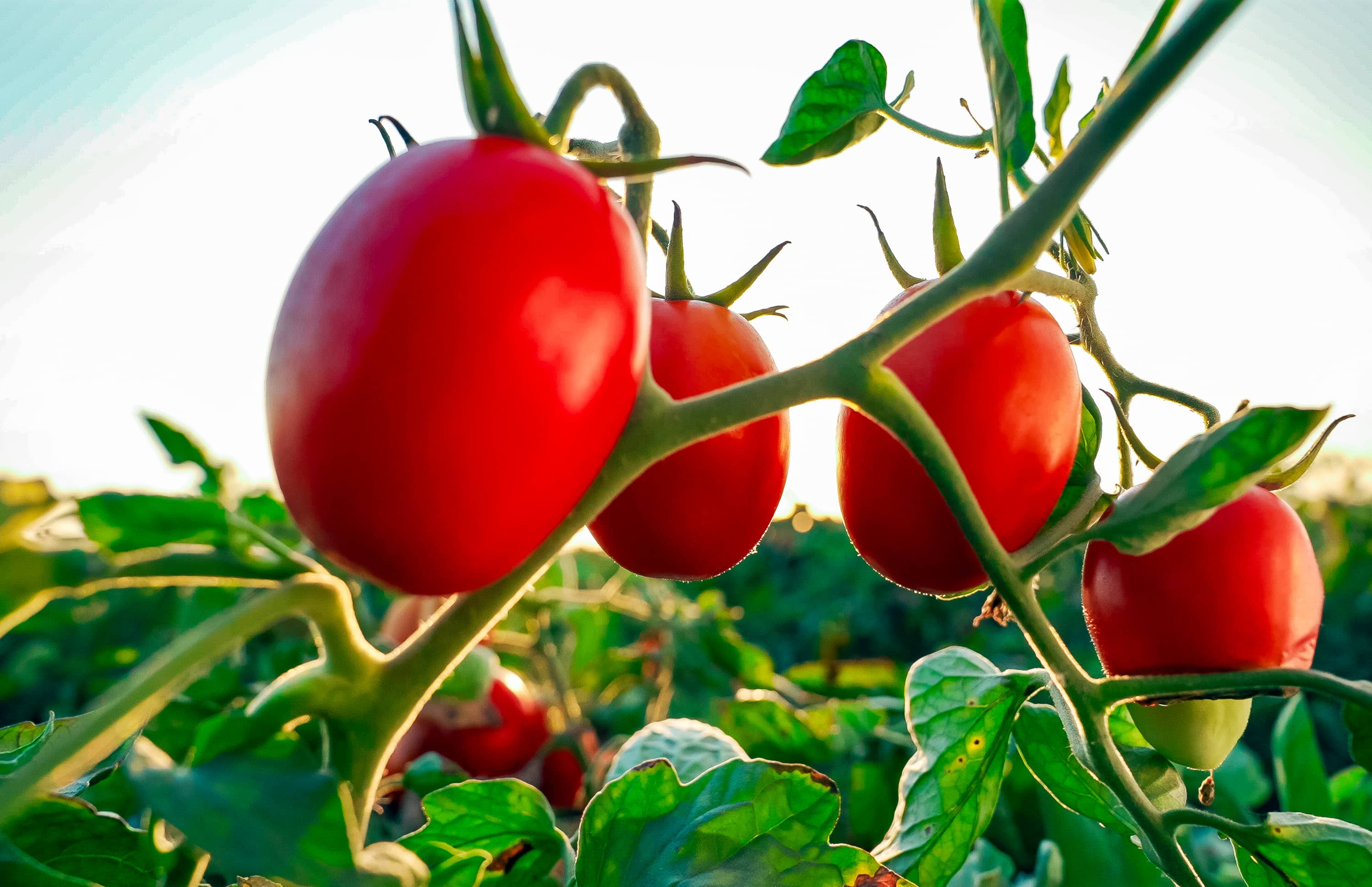 番茄风味爆火的背后，是番茄“全产业链”的胜利