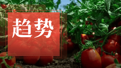 番茄风味爆火的背后，是番茄“全产业链”的胜利