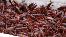 “龙虾季”悄然而至 湖南永州小龙虾抢“鲜”上市