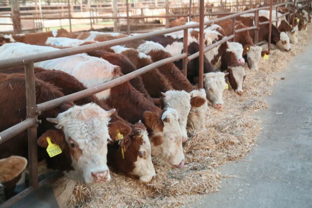 供应链名企|恒都农业：打造牛肉全能帝国，服务米村拌饭等餐企