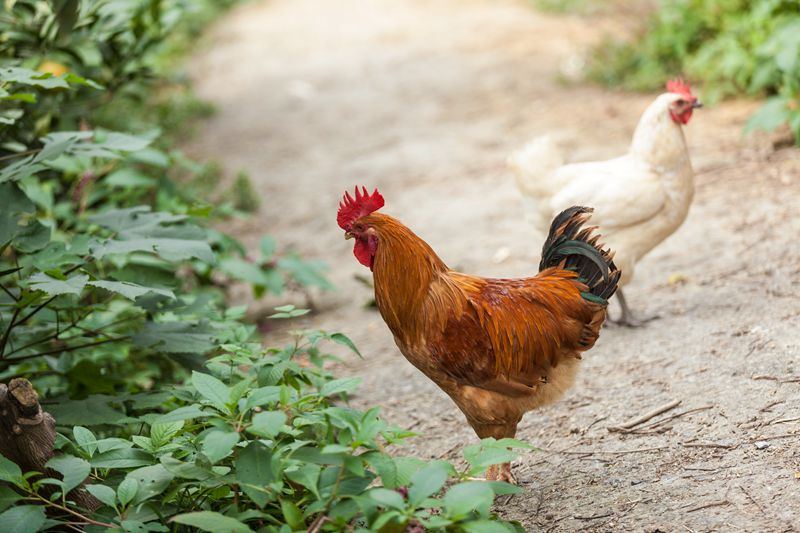 鸡价跌破成本线，鸡贩一年亏30万