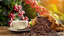云南普洱咖啡获国家标准及其英文版立项