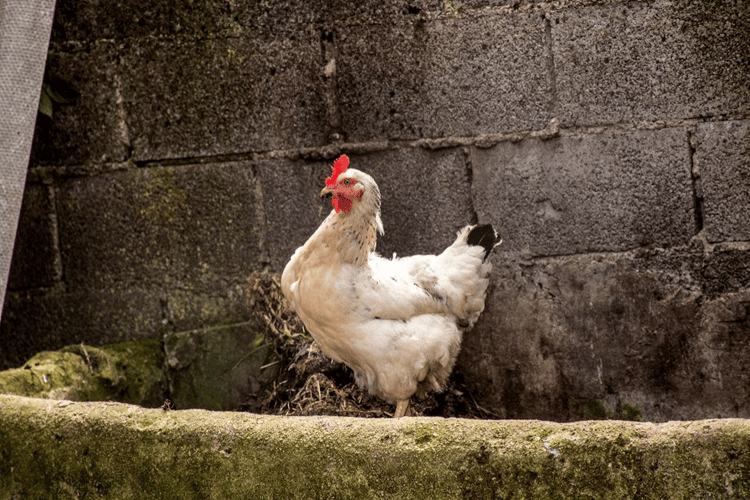 一只鸡的胜利！资本如何重估这只“40天速成鸡”？