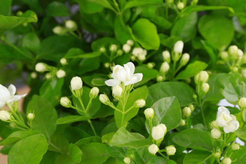 蜜雪冰城全面启动茉莉花原料升级，供货价上调超40%
