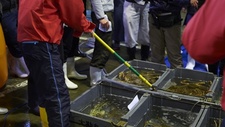 游客称买7.4斤螃蟹少了2.8斤，大连市监局介入调查