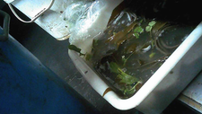上海一傣妹火锅店被曝老鼠蟑螂闪现、食材过期