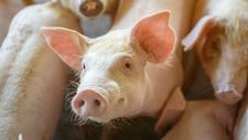 農業農村部官員：目前全國生豬疫情總體平穩，生豬產能穩固