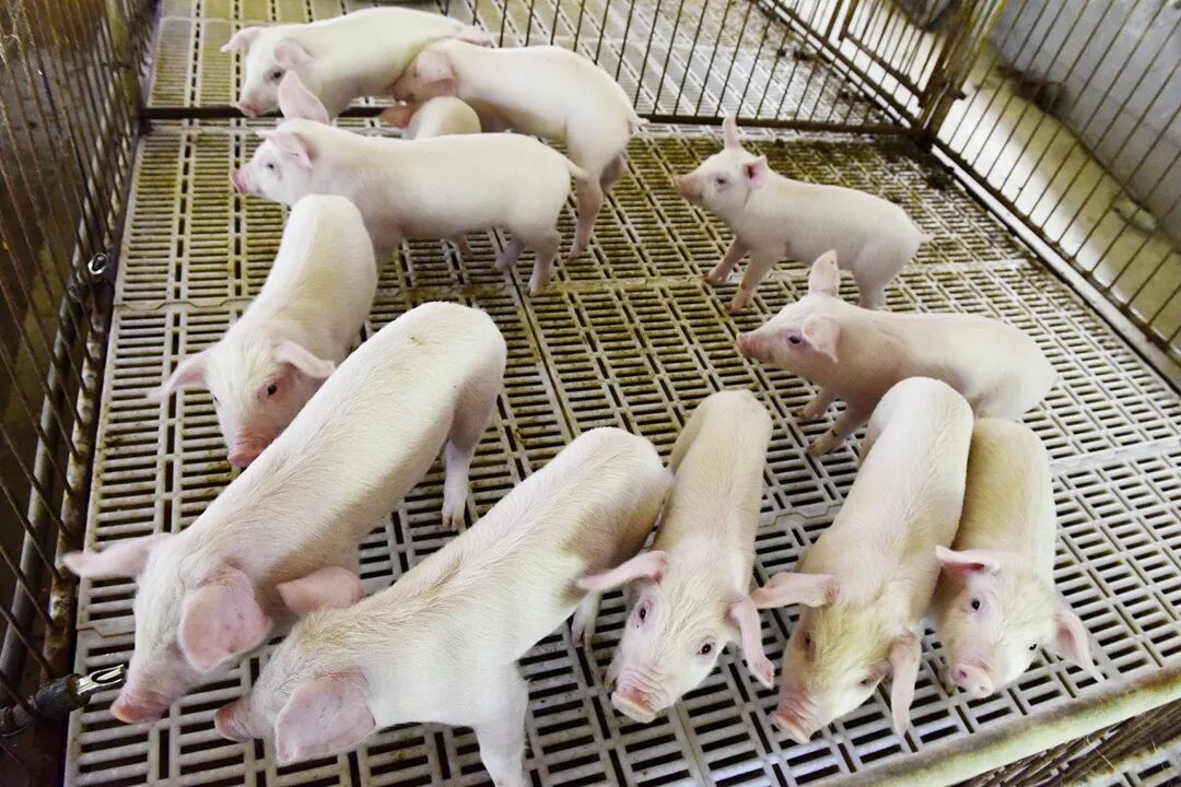 千亿猪王冲进港股！一年狂赚上百亿，凭啥？