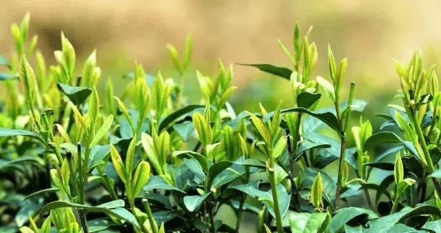 作为小罐茶首家引入的营销咨询公司，我们具体做了哪些关键决策？