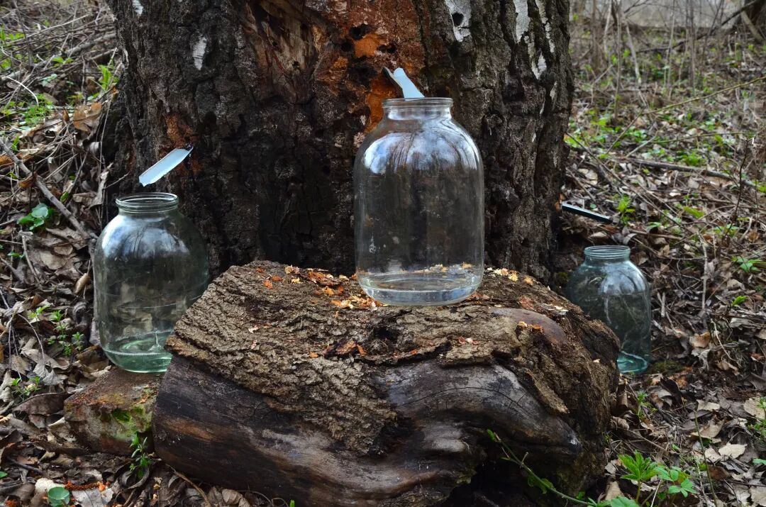 3·15还没到，白桦树汁先“凉”了？