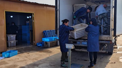 连云港灌南：7万亩小龙虾高价供应端午市场