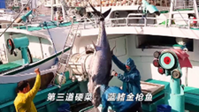 金枪鱼价暴跌24%！中国出口没了，商家呼吁日本政府“赔钱”