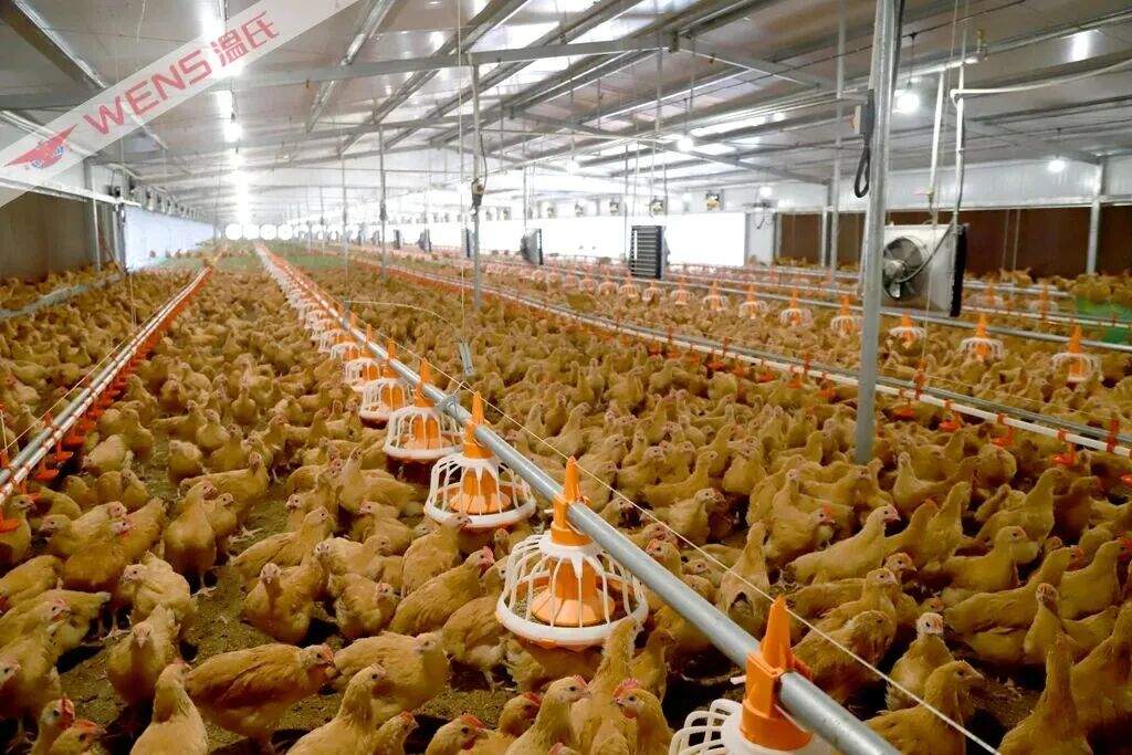 黄天鹅风波后，高端鸡蛋的溢价神话还能撑多久？