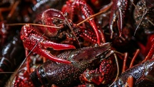 多少“死蝦爛蟹”還可以重來？