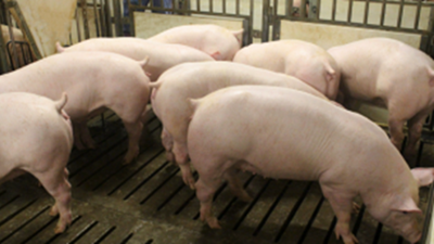 猪肉价格持续下跌，国家将启动年内第二批中央猪肉储备收储工作