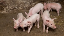 连降15周每公斤12.62元，生猪市场迎来政策底