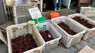 “夜宵顶流”价格亲民 专家：未来几年小龙虾产业依然是朝阳产业