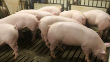 下行周期逆势扩产 神农集团副总裁：今年生猪目标成本是在14元/kg以下