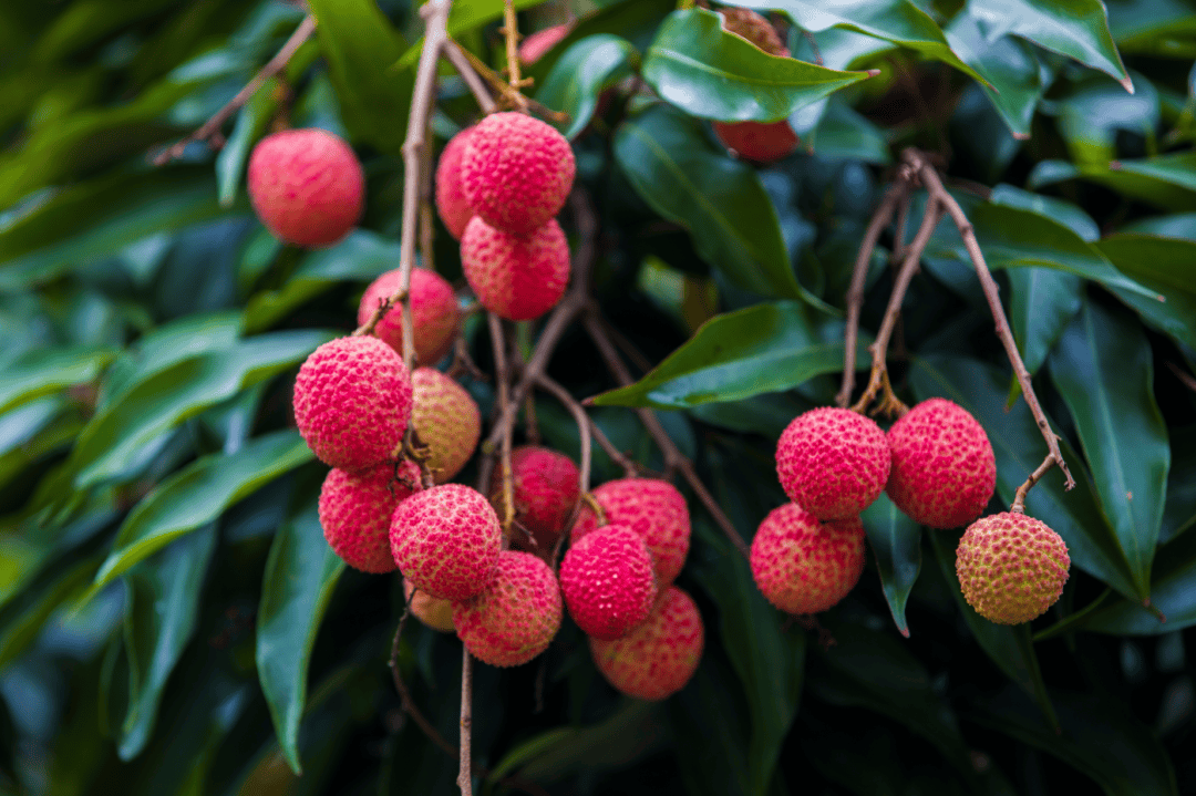 超150家饲料企业官宣涨价；桂味、糯米糍等荔枝品种今年或将严重减产