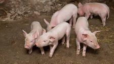 猪价创9个月新高，养殖ETF连续5日净流入额超4亿元