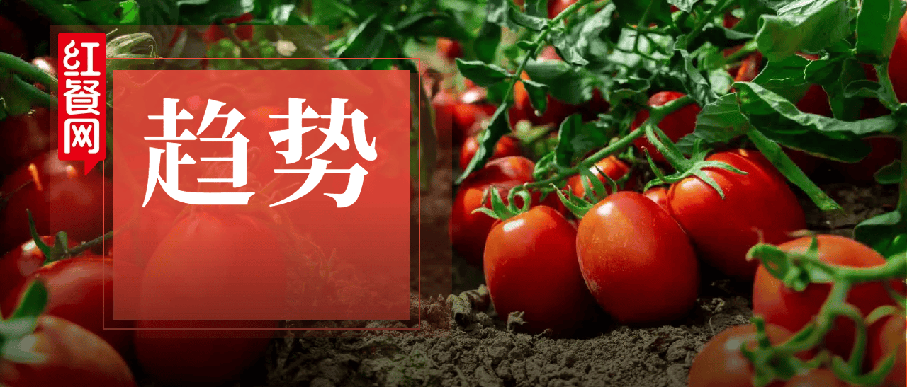 番茄风味爆火的背后，是番茄“全产业链”的胜利