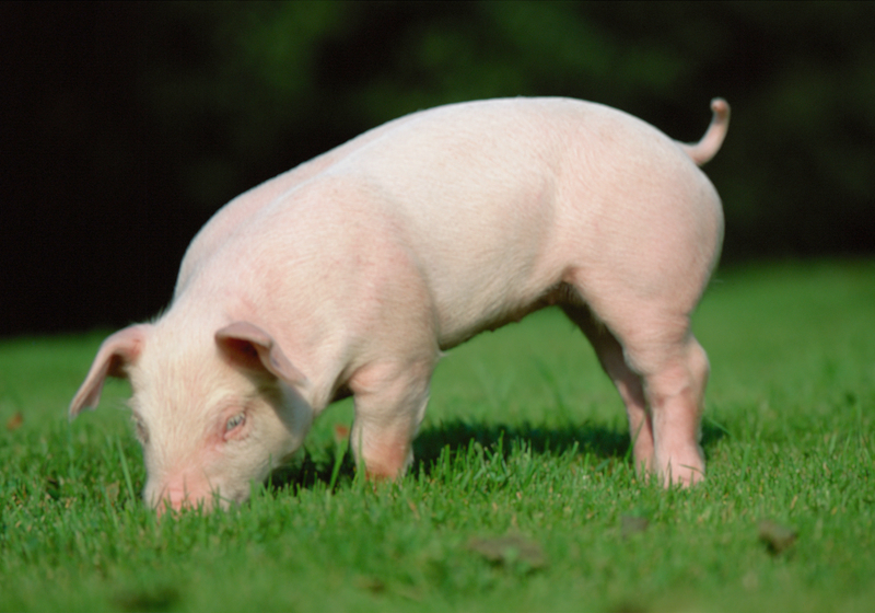 上市猪企发布5月销售“成绩单” 机构称猪价拐点渐近